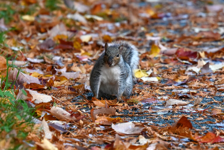 Squirrel October 2021