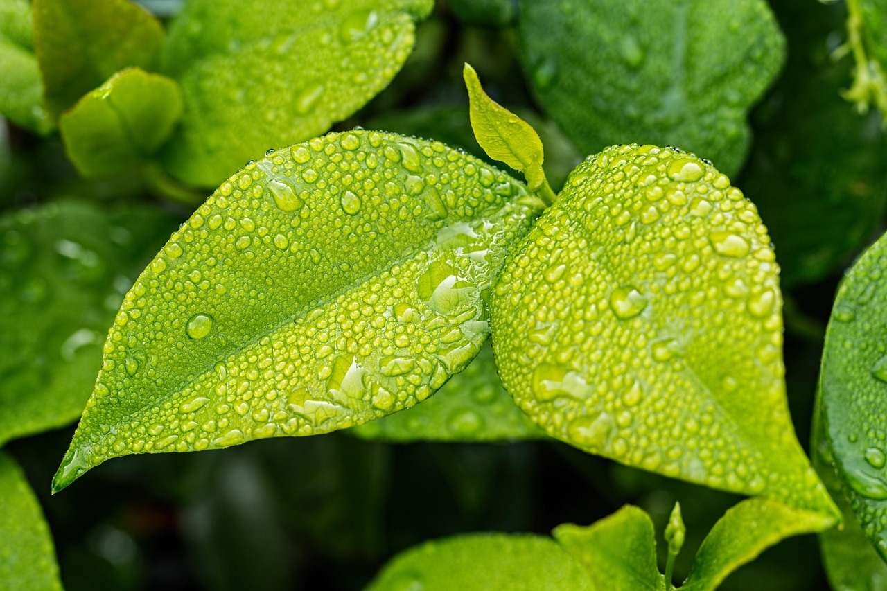 Alliance for Natural Health (ANH) Launches Unified Theory of Health