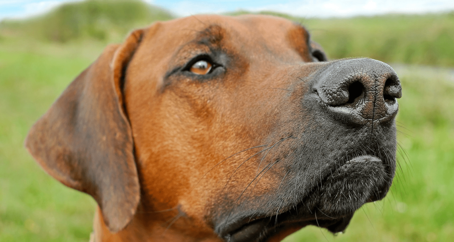DogC